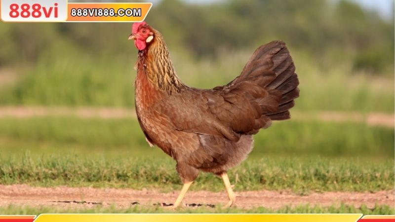 Bí quyết chọn giống chuyên nghiệp