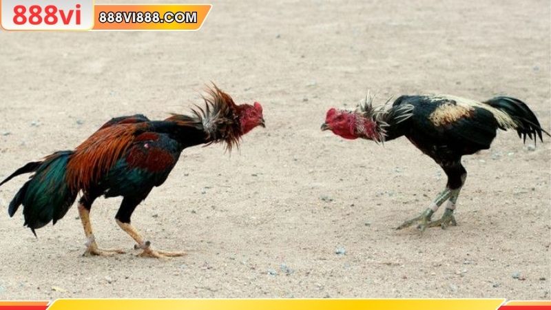 Nuôi đá gà nòi đòi hỏi kiến thức và kỹ thuật chuyên sâu