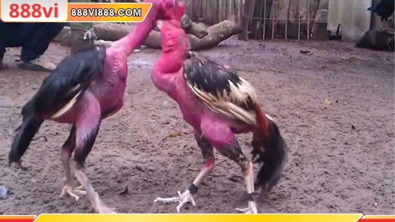 Thế đá của gà nòi có thể quyết định thắng thua