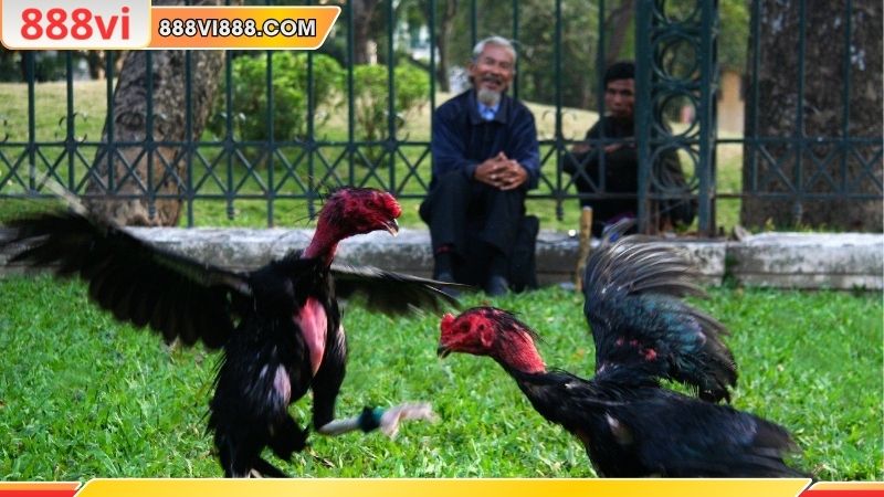 Trải nghiệm đỉnh cao tại nhà cái 888Vi uy tín