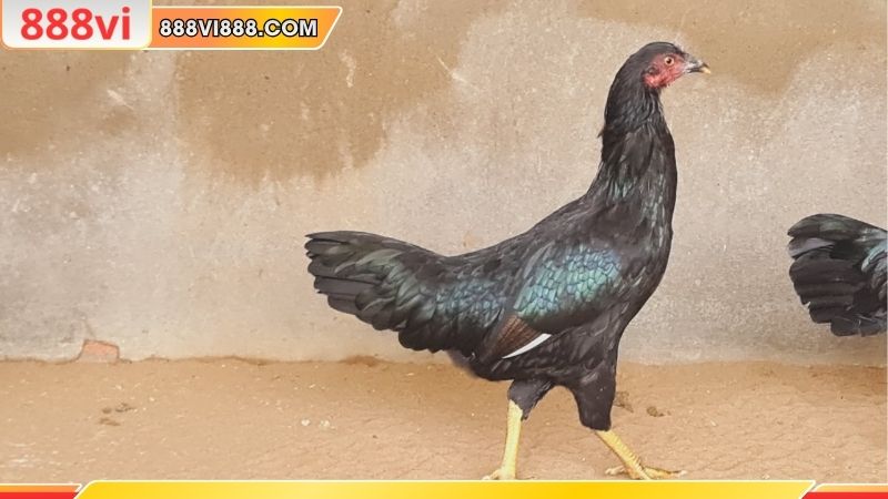 Yêu cầu vệ sinh nghiêm ngặt tránh bệnh